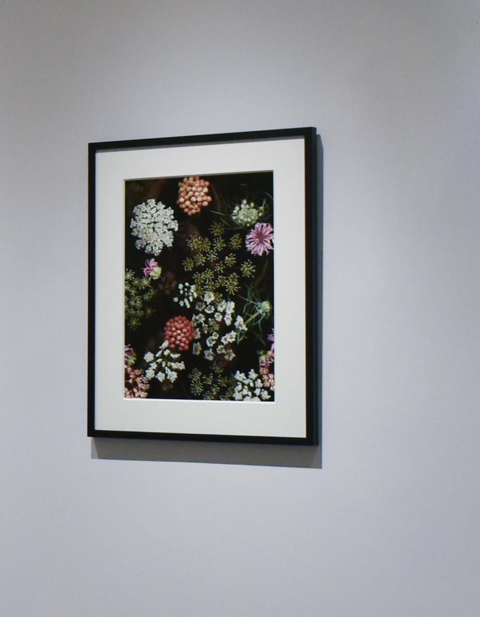 Milkweed Prairie Still Life (Modern Digital Flora Still Life) - Photograph by Lisa A. Frank