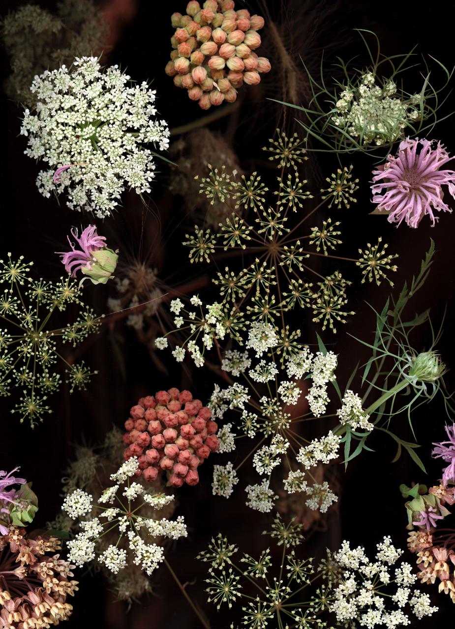 Lisa A. Frank Color Photograph – Prairie-Stillleben aus Milchweed (modernes digitales Blumenstillleben)