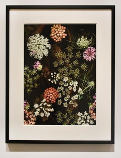 Prairie-Stillleben aus Milchweed (moderne digitale Blumenstilllebenfotografie)