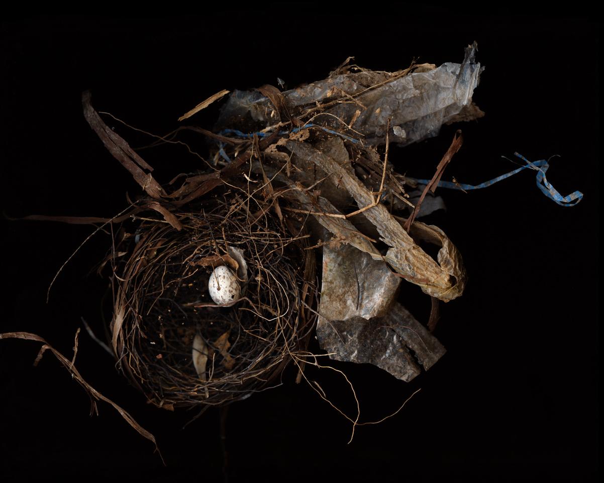 Lisa A. Frank Color Photograph – Nest (Modern Digitales Vogel Nest-Stillleben)