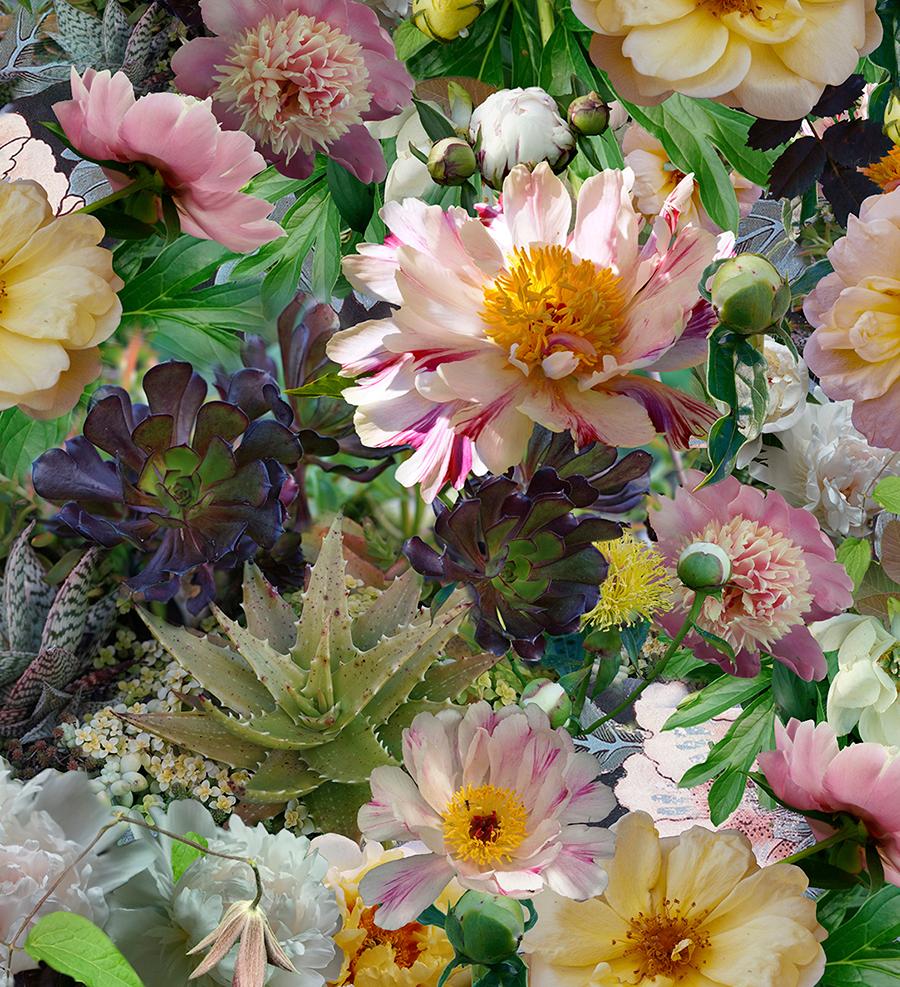 Peonies Breaking Pattern : Photographie abstraite de nature morte de fleurs roses et vertes - Marron Still-Life Photograph par Lisa A. Frank