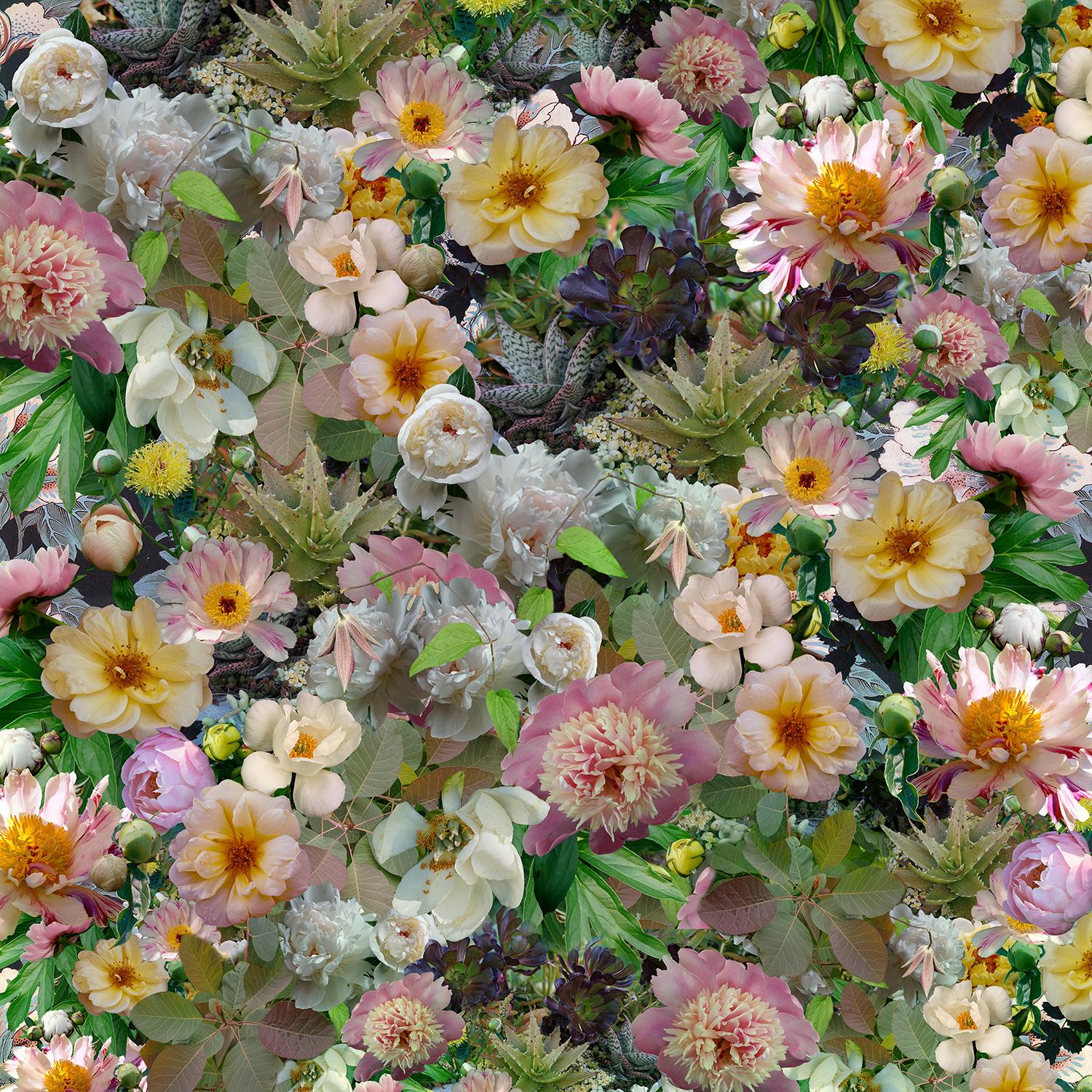 Lisa A. Frank Still-Life Photograph – Peonies durchbrechendes Muster: Abstraktes Stillleben mit rosa und grünen Blumen