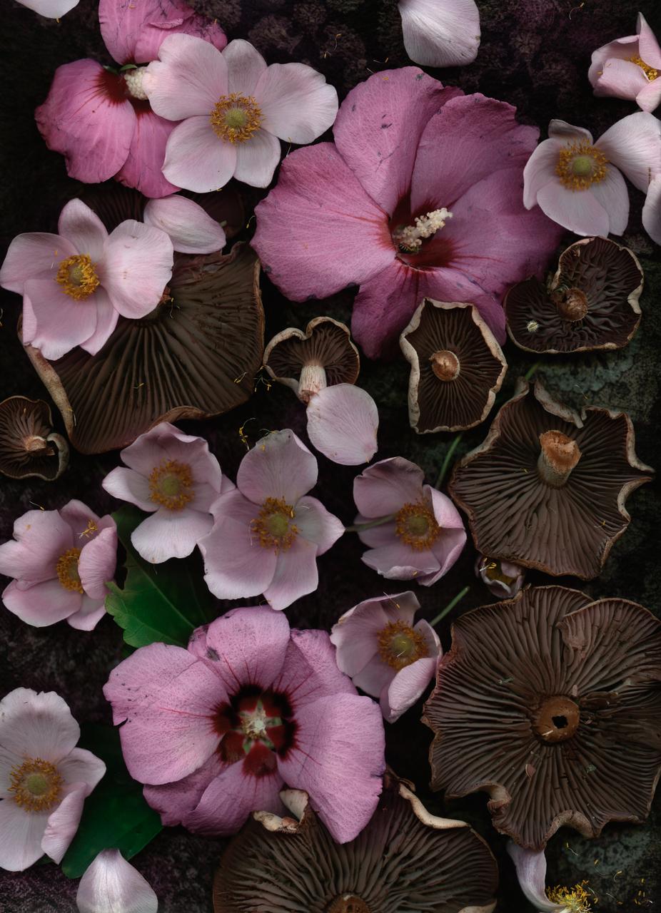 Lisa A. Frank Color Photograph - Russula with Rose of Sharon (Modern Digital Floral/Fungi Still Life)