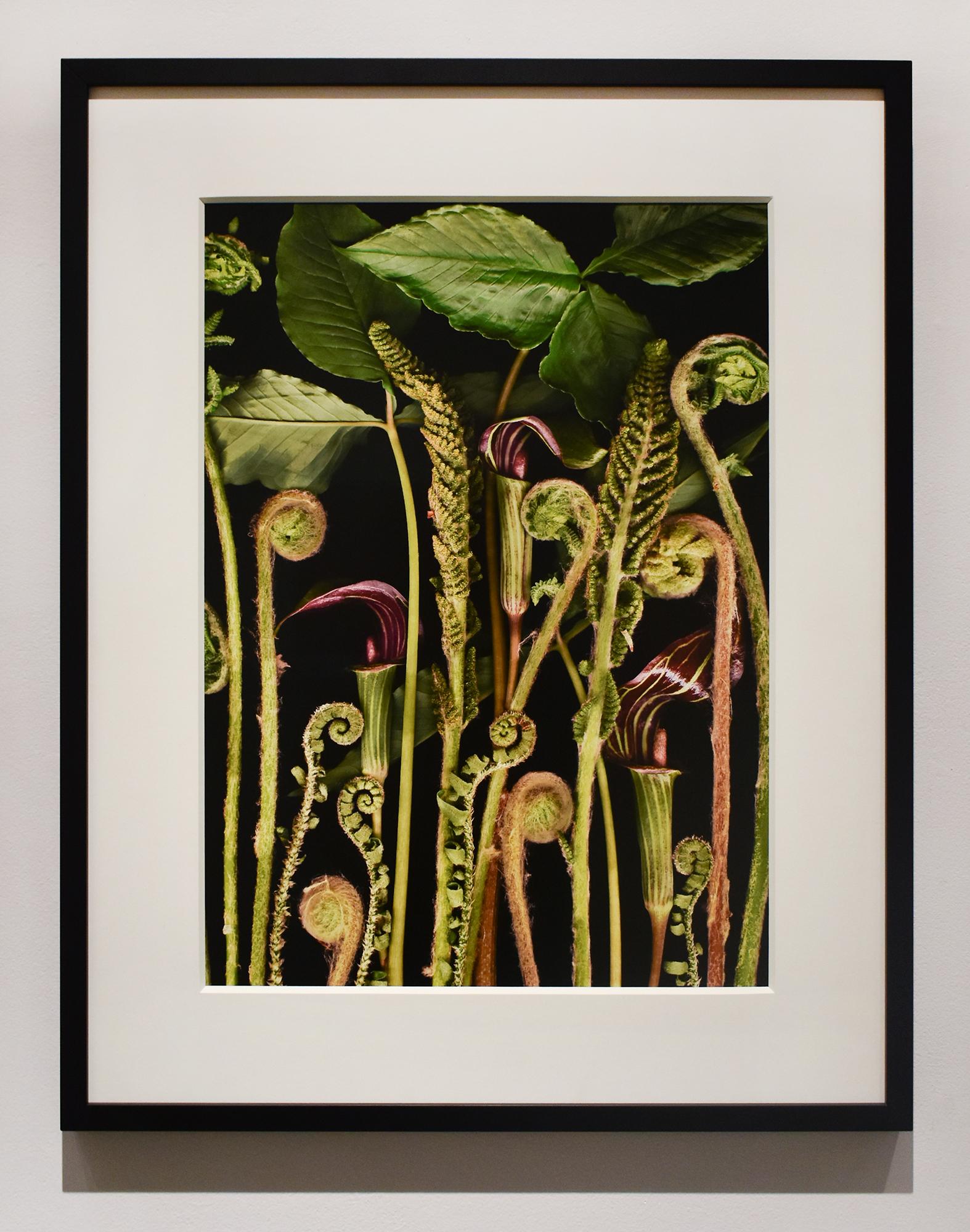 Archival digital scanograph
18 x 13 inches, edition of 225
24.5 x 19.5 inches in black frame with 8-ply white mat and non-glare glass

This contemporary, archival digital scanograph was made by fine art photographer, Lisa Frank, in 2007. The floral