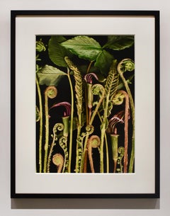 Woodland Night (Modern Still Life Photograph, Green Plants on Black, Framed)