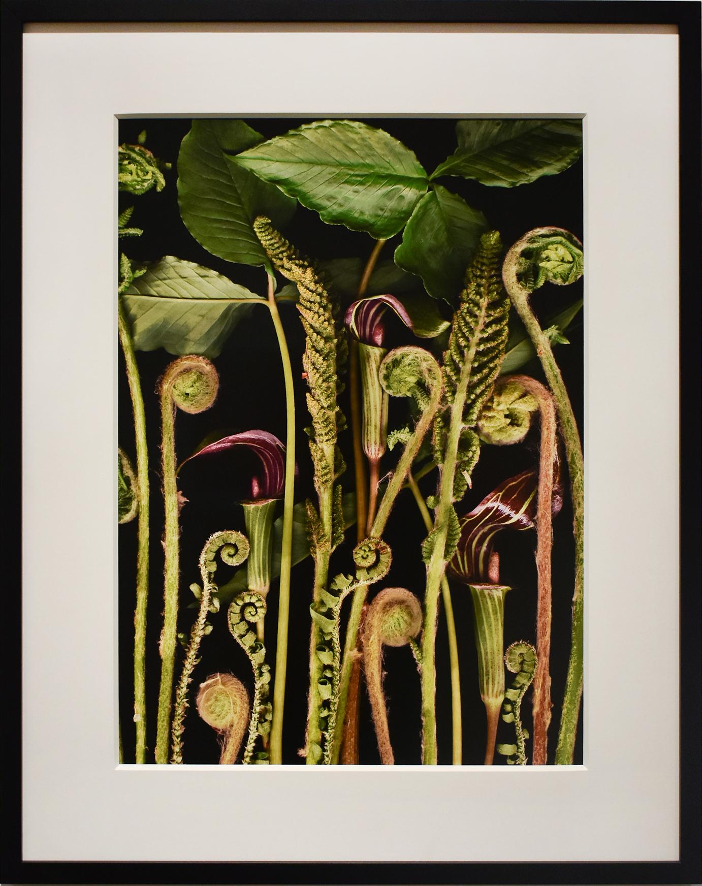 Woodland Night (Modern Still Life Photograph, Green Plants on Black, Framed)  1