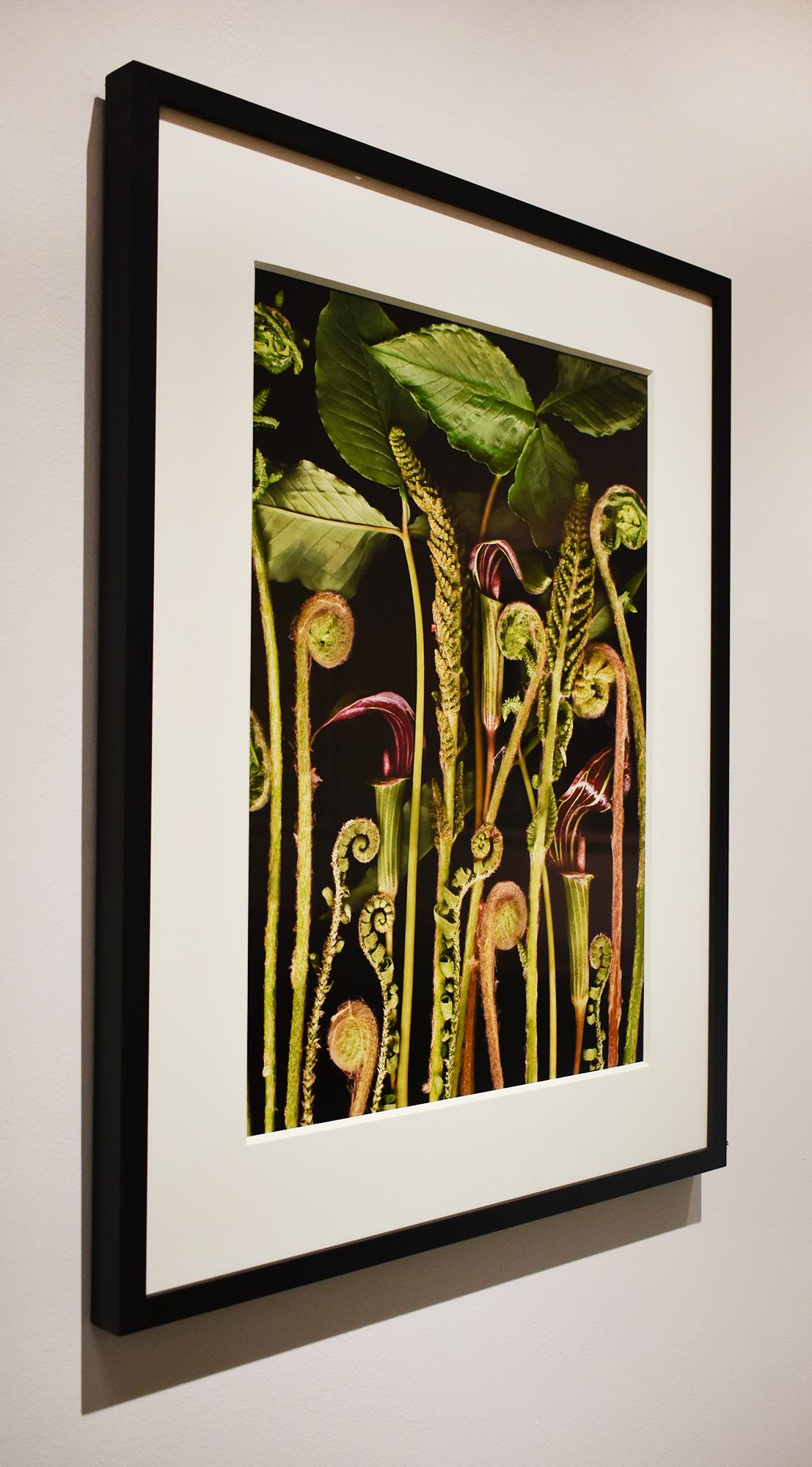 Woodland Night (Modern Still Life Photograph, Green Plants on Black, Framed)  2