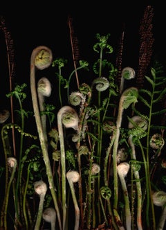 Young Fiddleheads (Modern Flora Stillleben Druck)