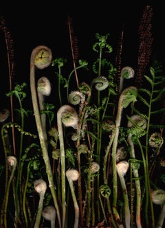 Young Fiddleheads (Modern Flora Still Life Print)