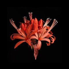 Copperhead (Contemporary British Photography, Digital Manipulation, Flowers)