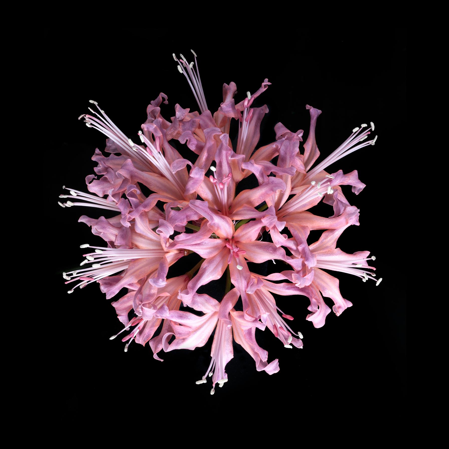 Lisa Creagh Color Photograph - Darcy - Exbury Nerines Flower Digital Composition Bouquet Photography Garden