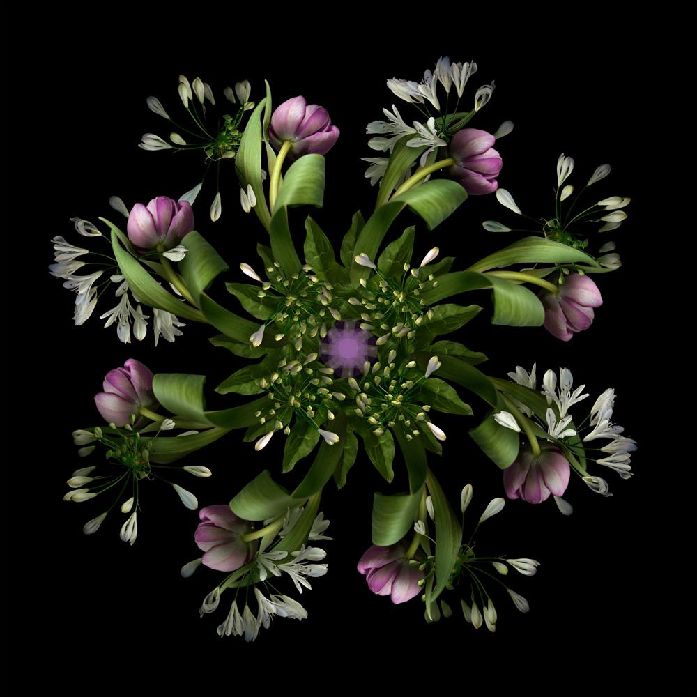 Lisa Creagh Abstract Photograph - E8.1 (Contemporary British Photography, Flora, Flowers, Digital Photography)