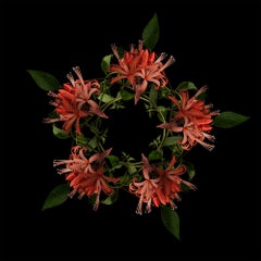 F23 - Lisa Creagh, Flora, Flowers, Botanical, Nature, Plants, Still life
