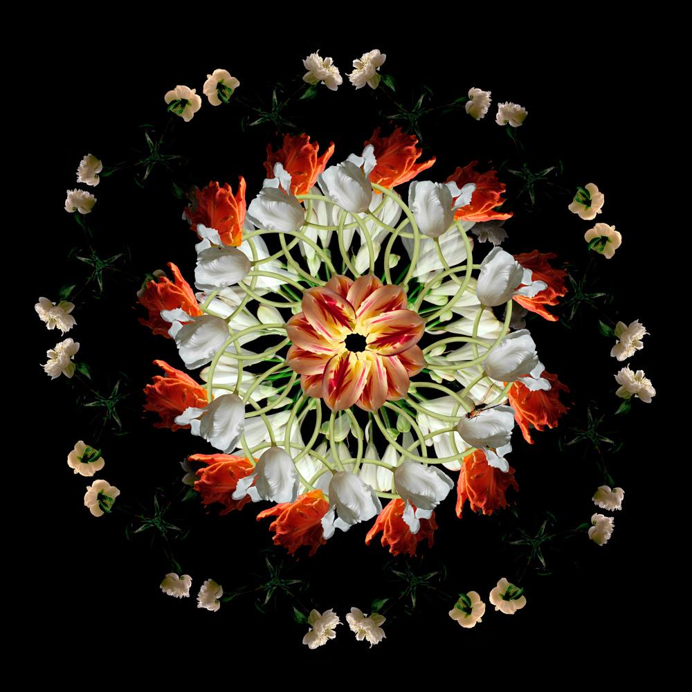 Lisa Creagh Still-Life Photograph - F9 (Floriculture, Flora, Contemporary British Photography, Digital Photography)