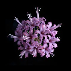Photographic Paper Color Photography
