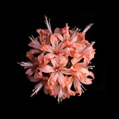 Hadehah (Contemporary British Photography, Flowers, Still-Life, Flora)