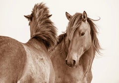 Exchanges by Lisa Cueman. Equine photography. Wild horses of Outer Banks.
