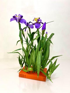 Iris de marche brésilien