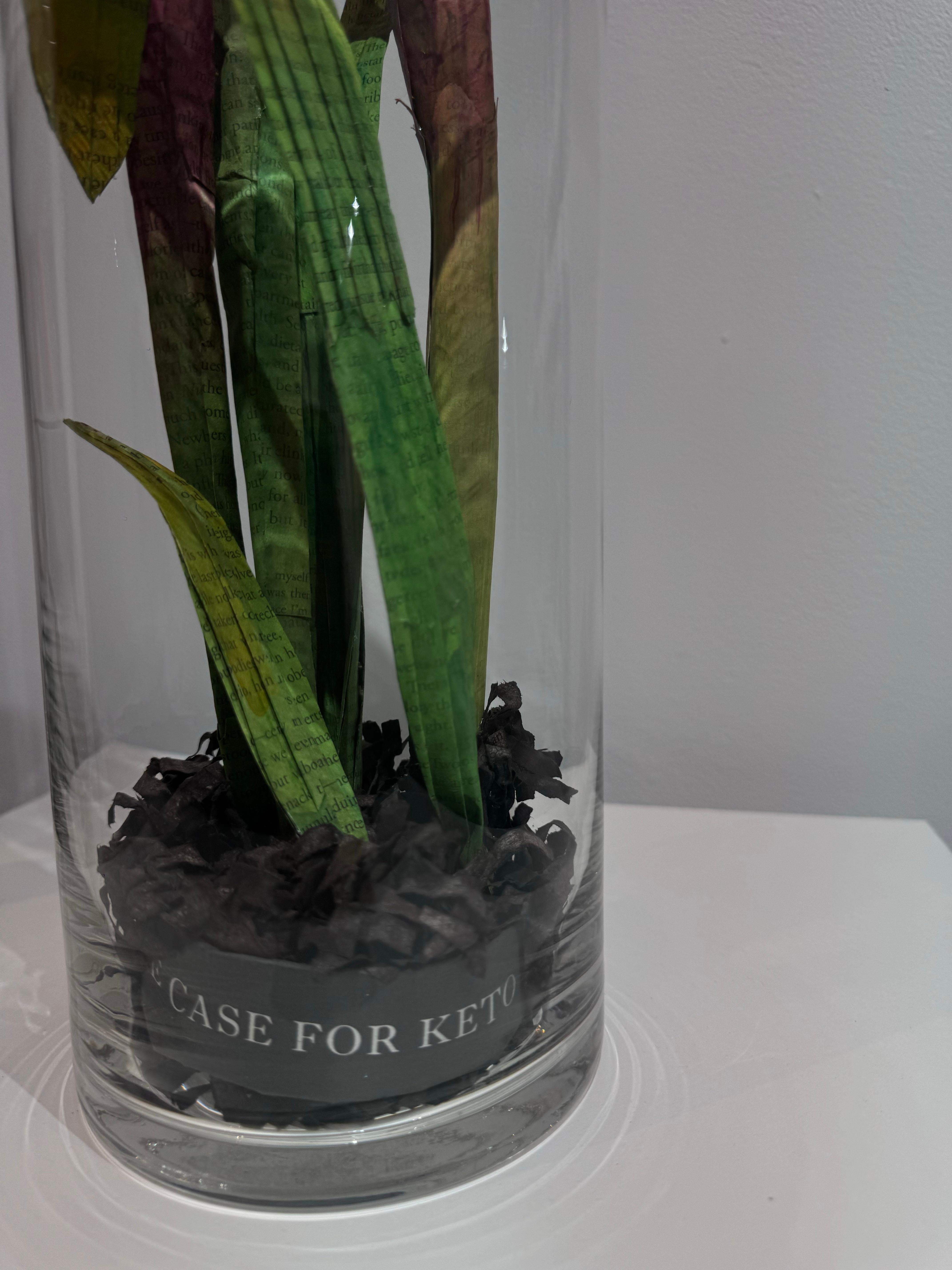 Pitcher Plant For Sale 1