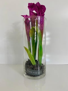 Pitcher Plant