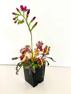 Sundew