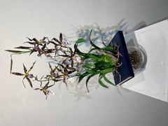 The Orchid Thief