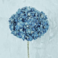 Blue Bliss