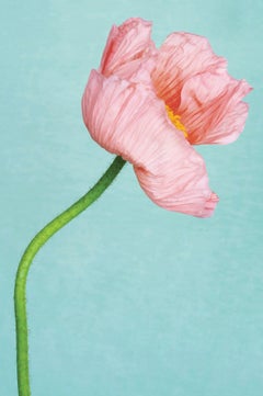 Peach Poppy
