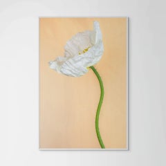 Vanilla Poppy