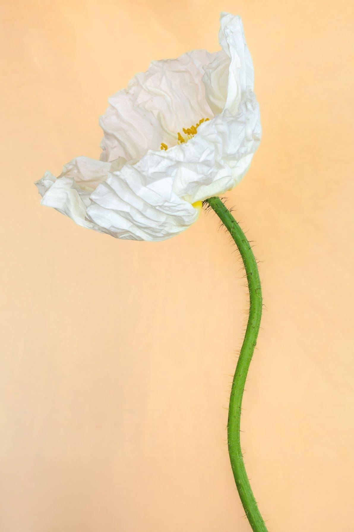 Still-Life Photograph Lisa Pearlman - Coquelicot à la vanille