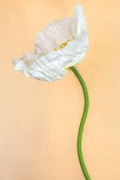 Coquelicot à la vanille