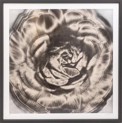 Lisa Spindler Untitled Rose Series II 2024 Signed Contemporary Photograph 1/10