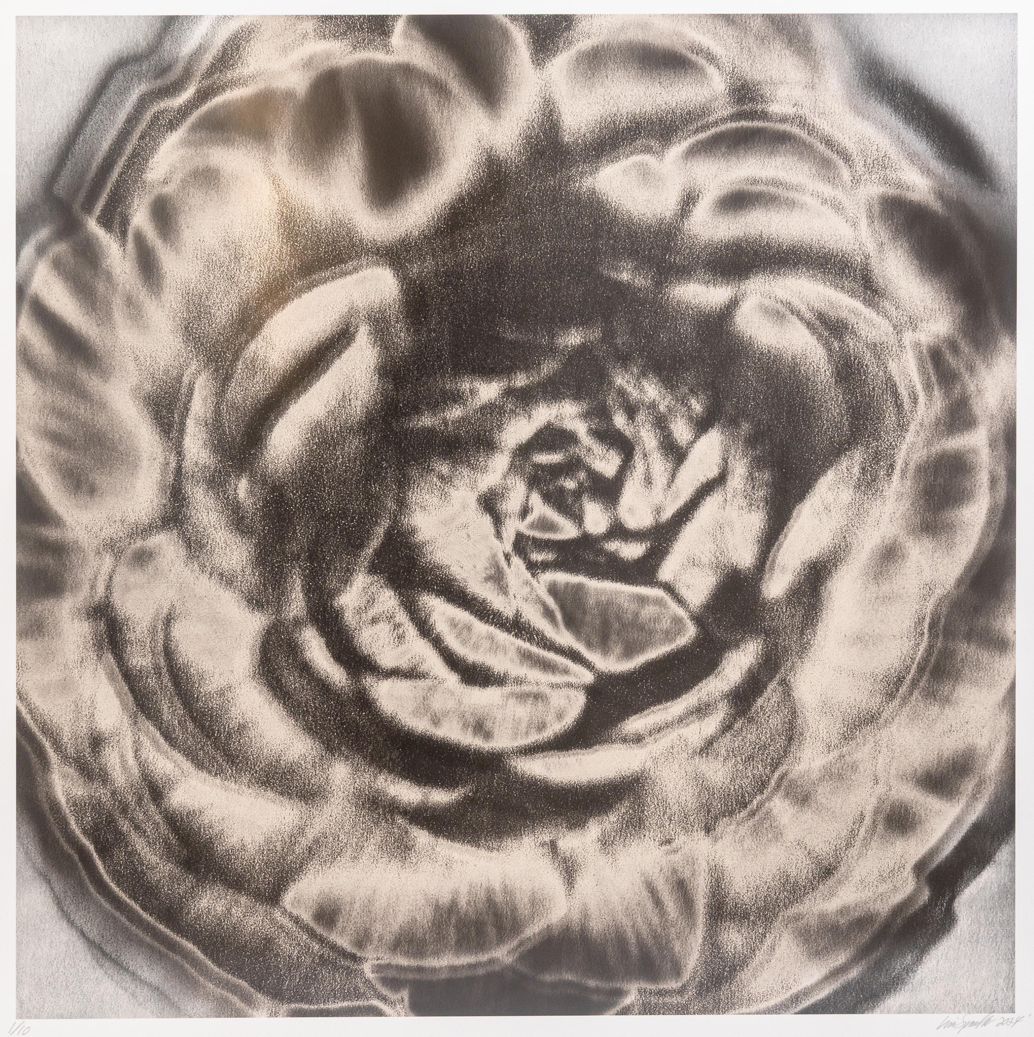 Modern Lisa Spindler Untitled Rose Series II 2024 Signed Contemporary Photograph 1/10 For Sale