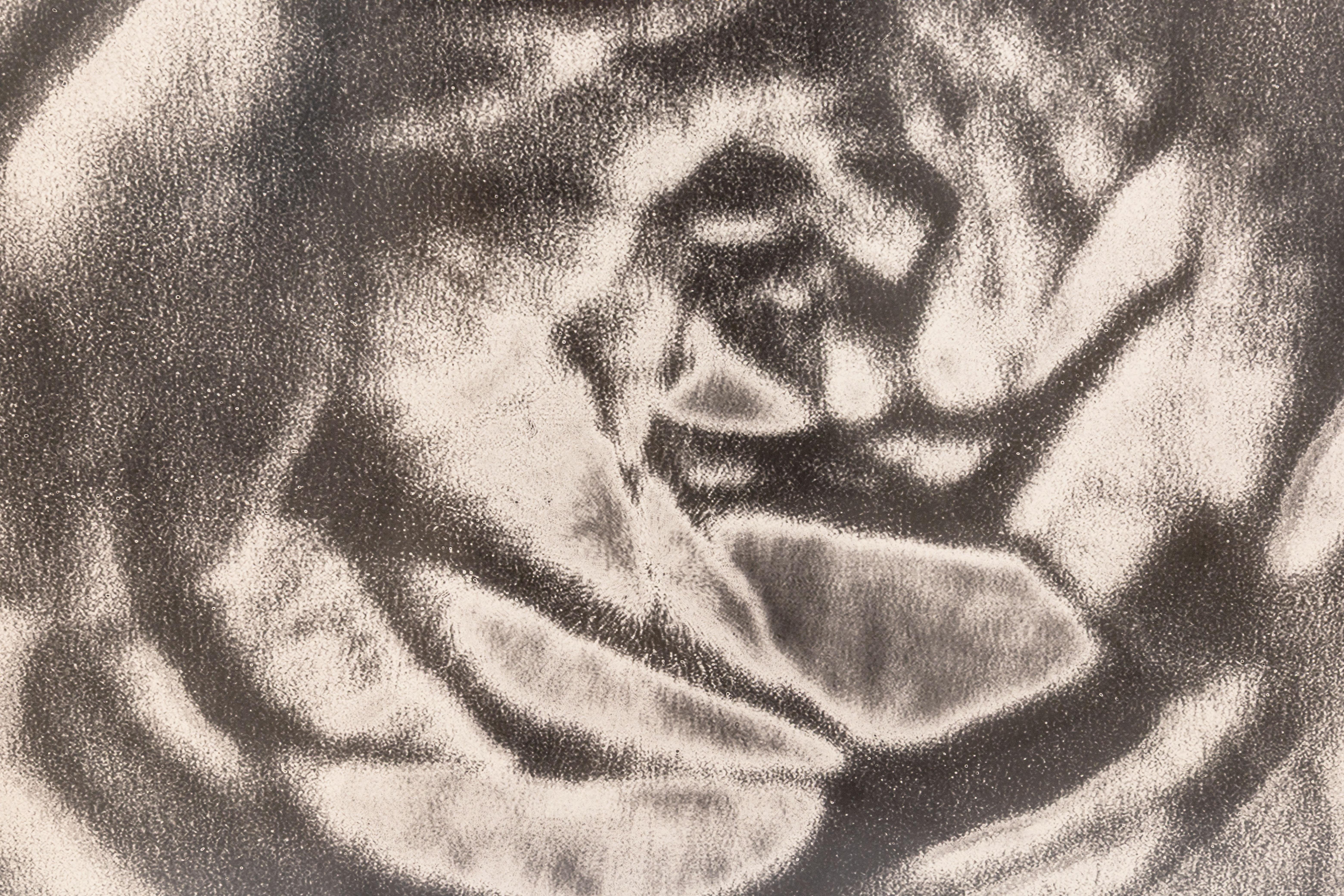 Lisa Spindler Untitled Rose Series II 2024 Signed Contemporary Photograph 1/10 In Good Condition For Sale In Keego Harbor, MI