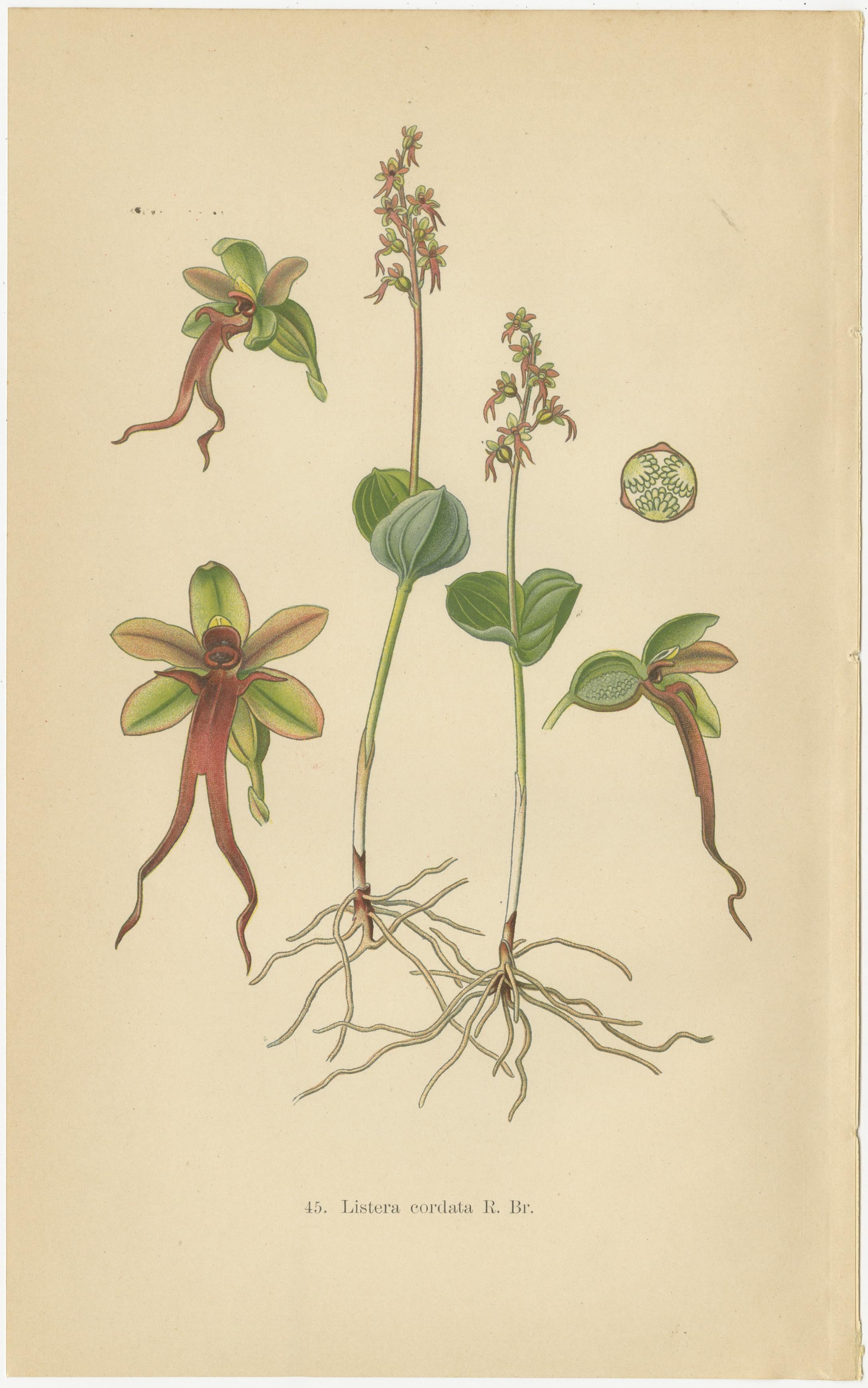 The collage features two antique botanical prints of Listera orchids from Walter Müller's book on orchid species found in Germany and surrounding areas, published in 1904. 

The first print depicts Listera cordata, commonly known as the heart-leaved