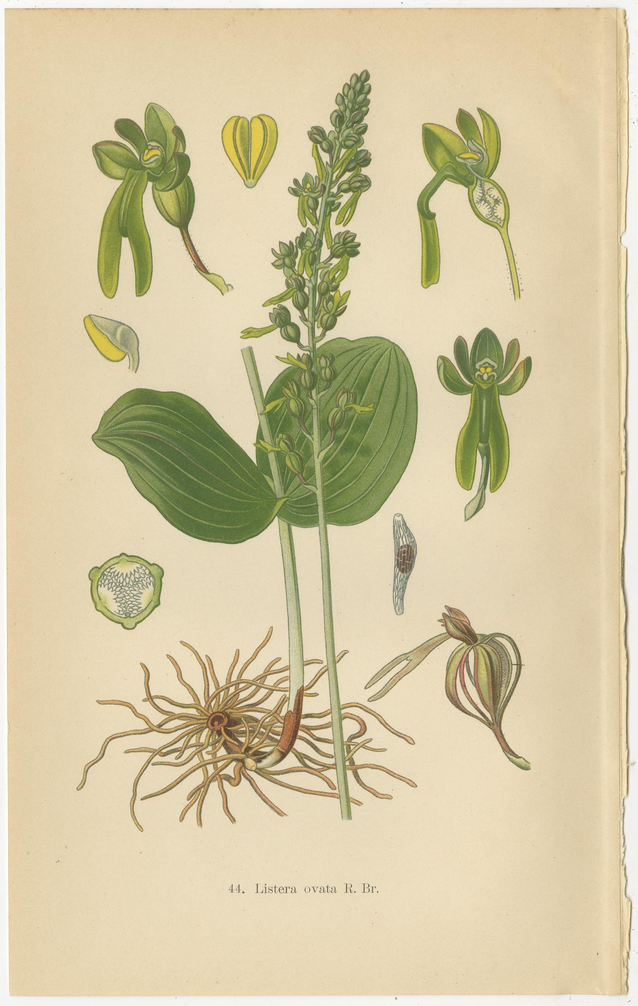 Listera Lore: Botanical Illustrations of Heart-Leaved Orchids from 1904 In Good Condition For Sale In Langweer, NL