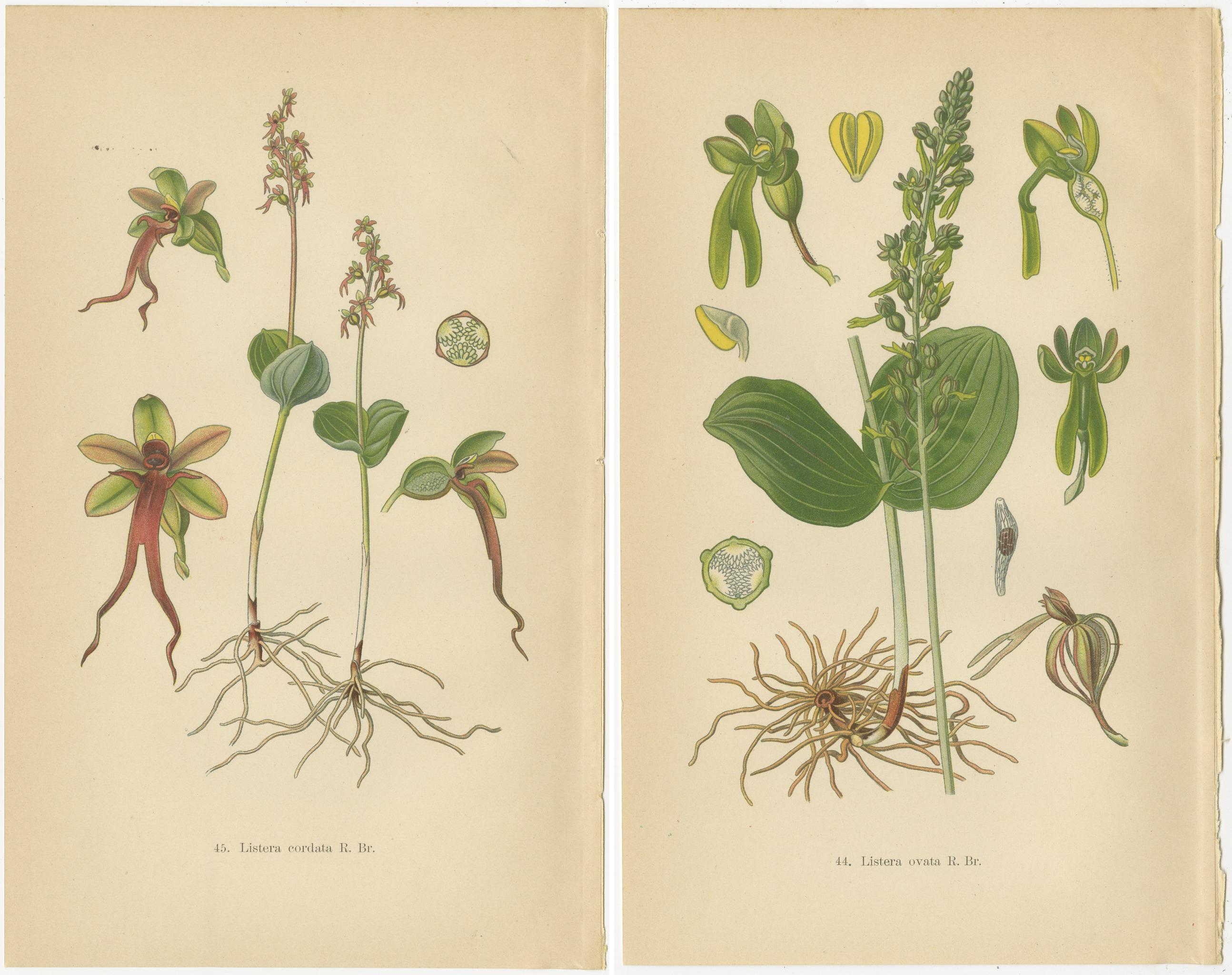 Early 20th Century Listera Lore: Botanical Illustrations of Heart-Leaved Orchids from 1904 For Sale