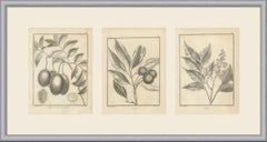 Litschi-, Wampee- und Hevi-Obstbäume, drei antike botanische Tafeln, 1806