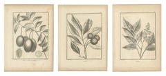 Litschi-, Wampee- und Hevi-Obstbäume, drei antike botanische Tafeln, 1806
