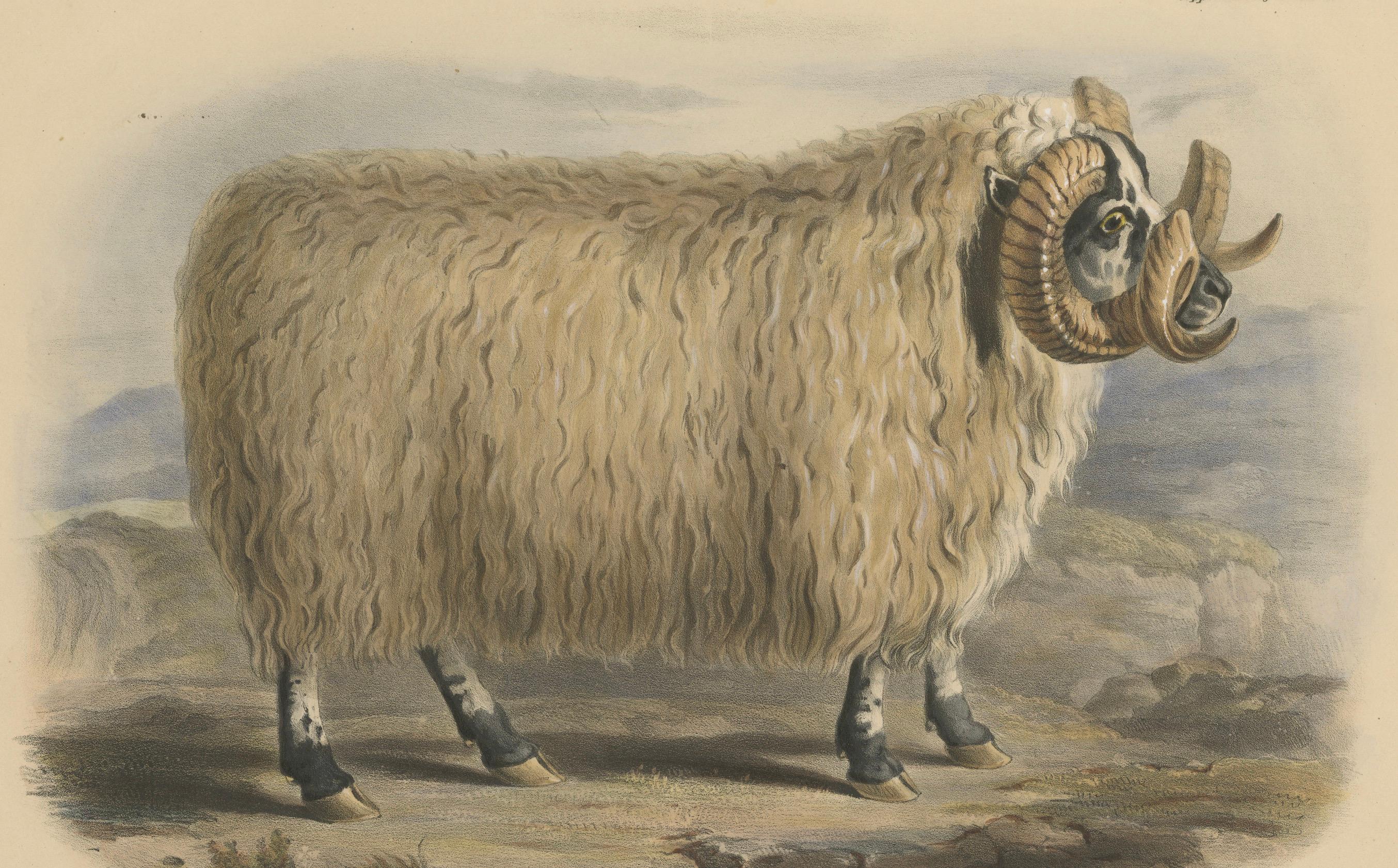 Altkolorierte Lithografie von Fairland nach W. Nicholson, aus 