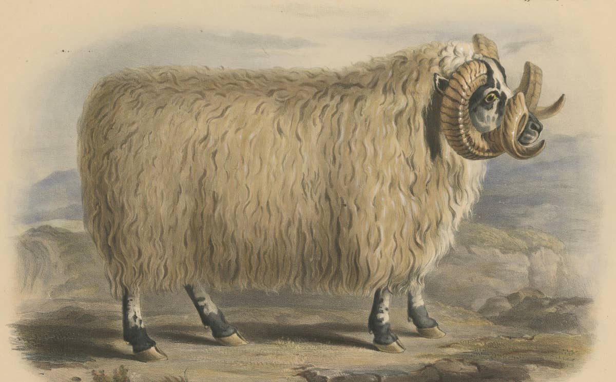Lithograph of a Ram of the Black-Faced Heath Breed or Scottish Blackface, 1841