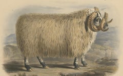 Lithograph of a Ram of the Black-Faced Heath Breed or Scottish Blackface, 1841