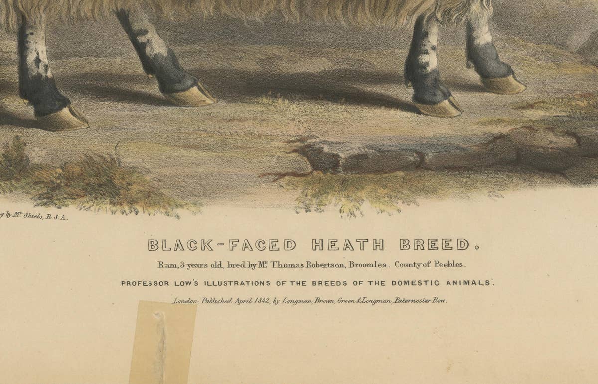 Lithograph of a Ram of the Black-Faced Heath Breed or Scottish Blackface, 1841