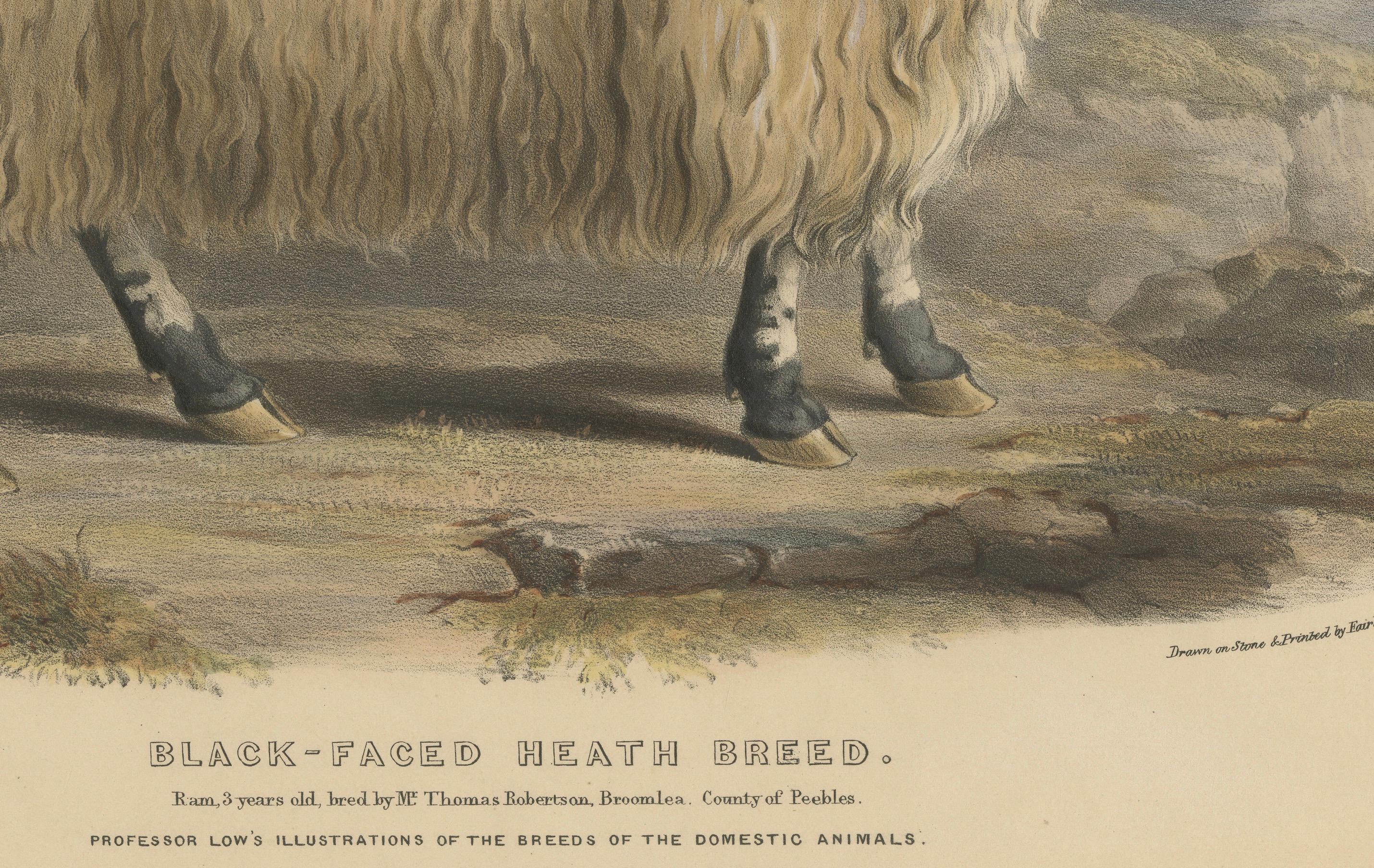 Lithographie eines Widders mit schwarz facettiertem Heath Breed oder schottischem Schwarzface, 1841 im Zustand „Gut“ im Angebot in Langweer, NL