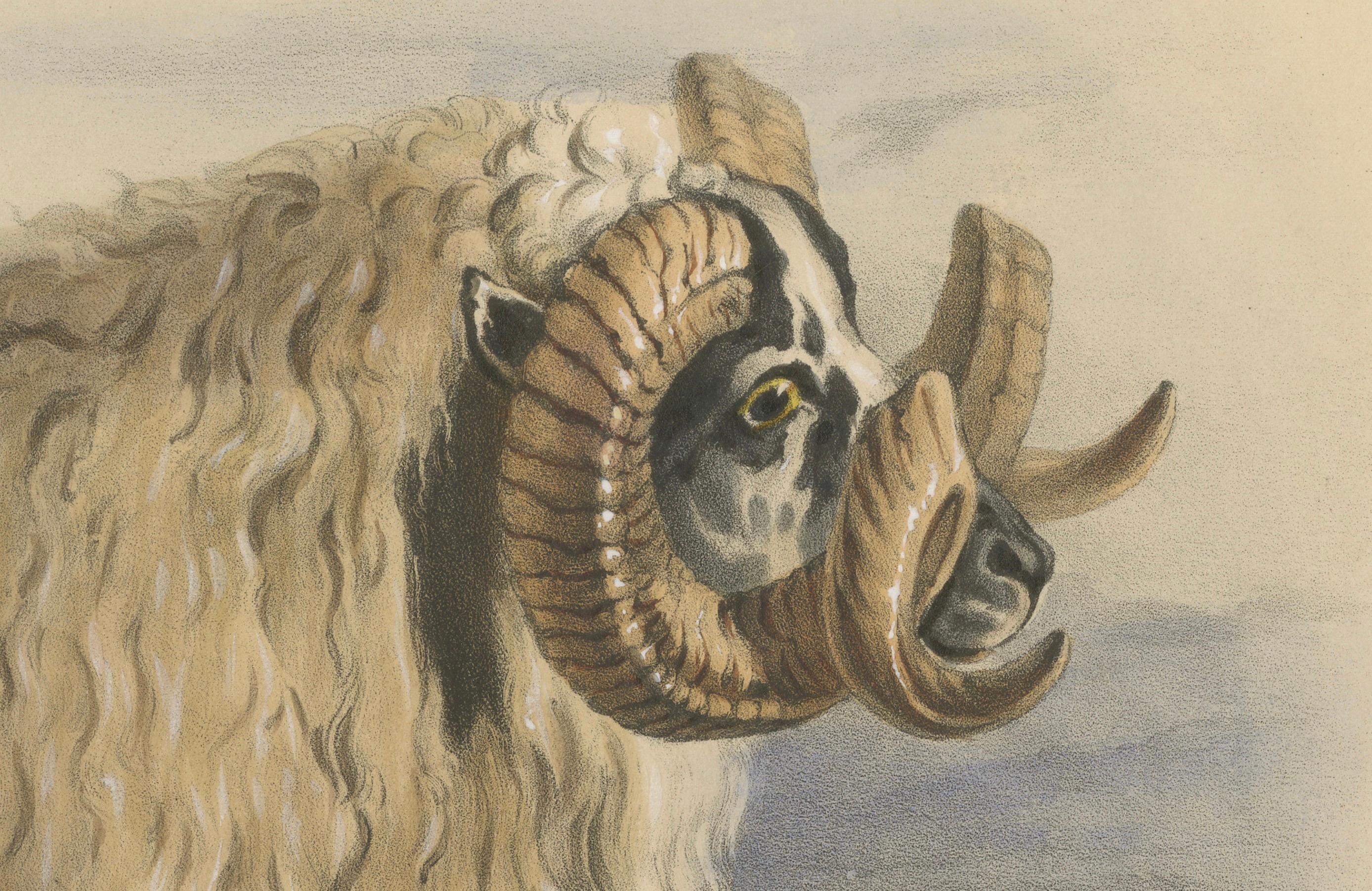 Lithographie eines Widders mit schwarz facettiertem Heath Breed oder schottischem Schwarzface, 1841 (Mittleres 19. Jahrhundert) im Angebot