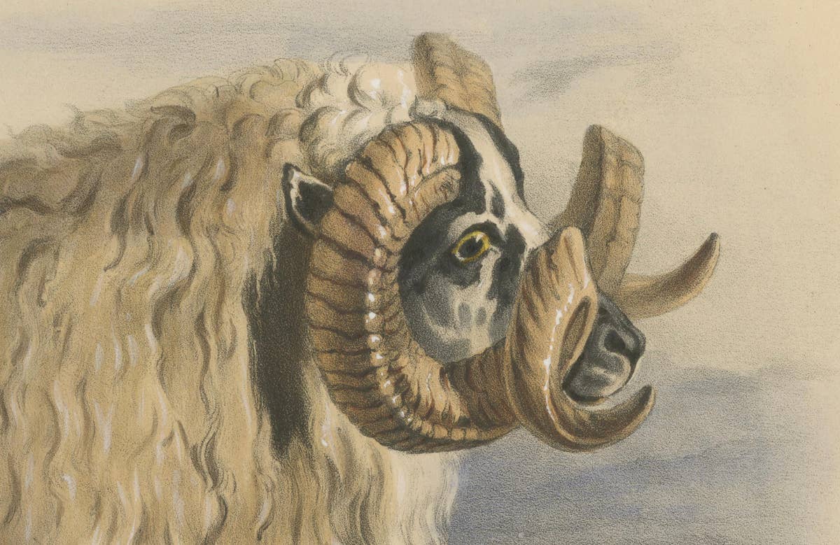 Lithograph of a Ram of the Black-Faced Heath Breed or Scottish Blackface, 1841