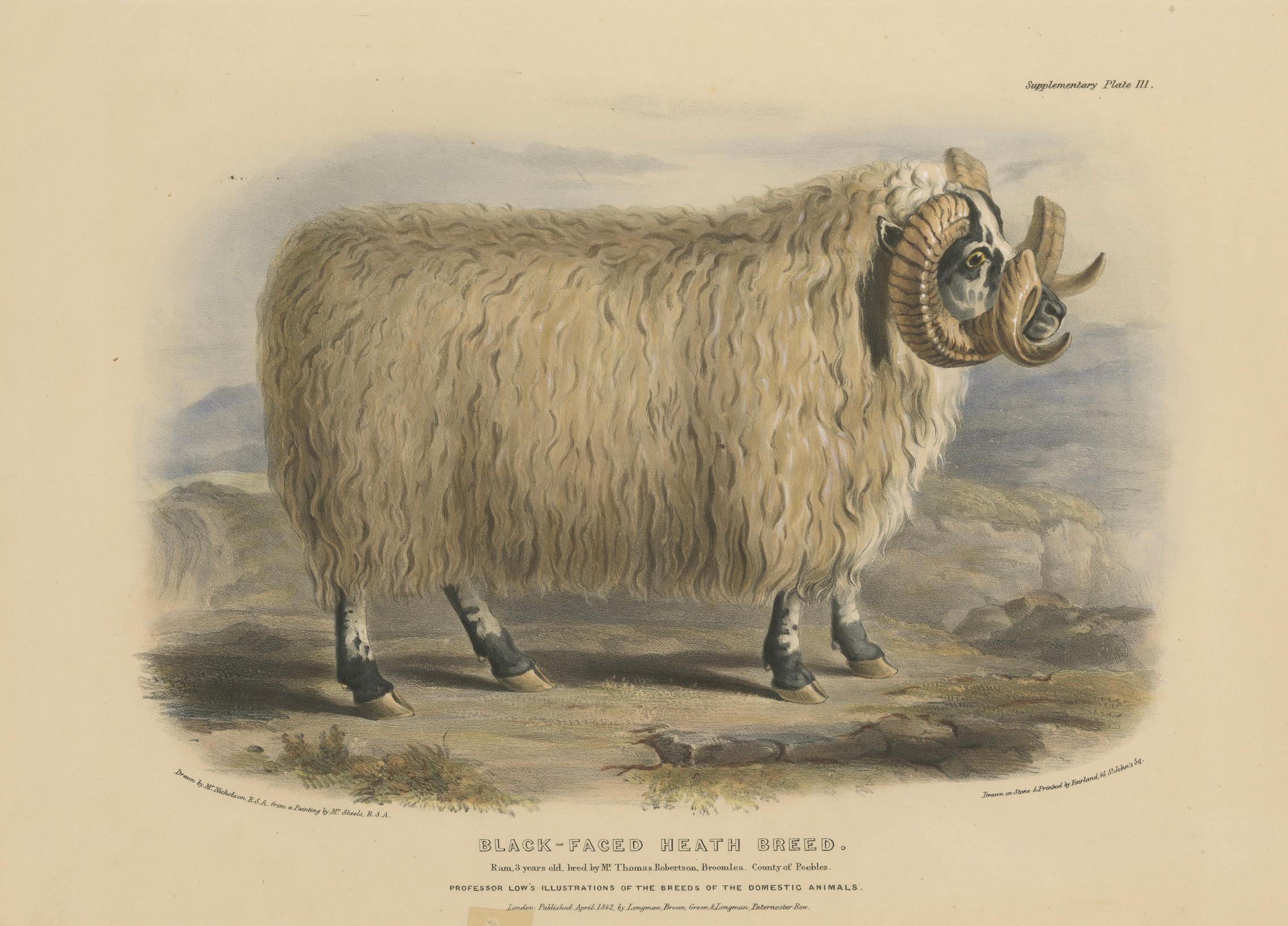 Lithographie eines Widders mit schwarz facettiertem Heath Breed oder schottischem Schwarzface, 1841 (Papier) im Angebot