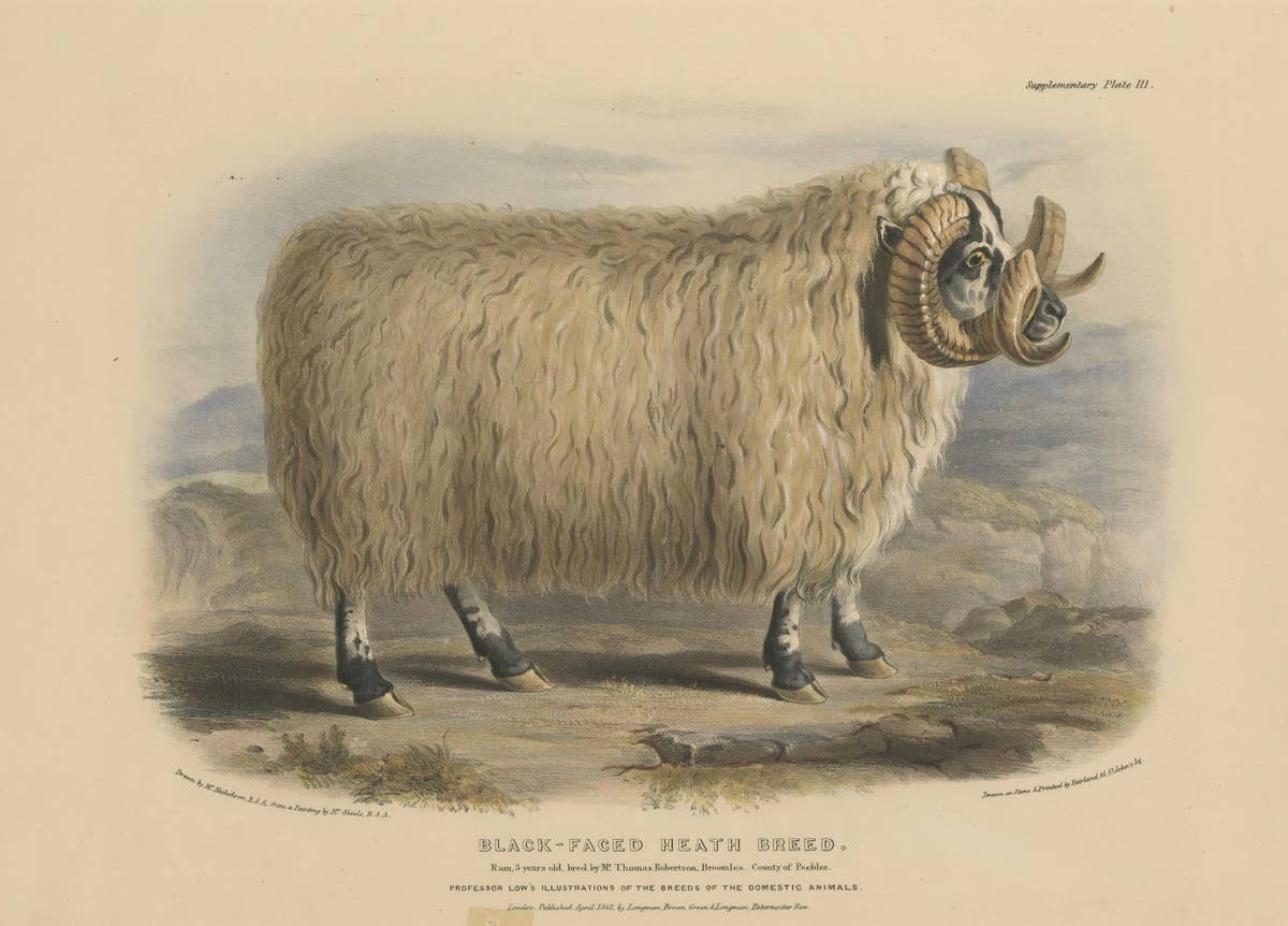 Lithograph of a Ram of the Black-Faced Heath Breed or Scottish Blackface, 1841
