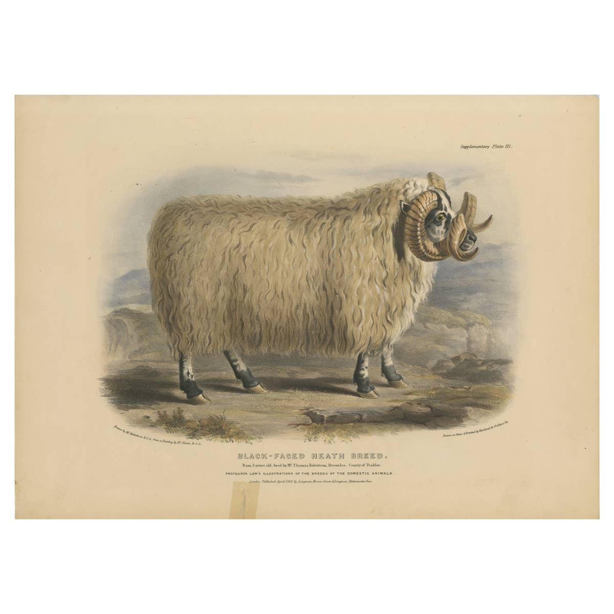 Lithograph of a Ram of the Black-Faced Heath Breed or Scottish Blackface, 1841
