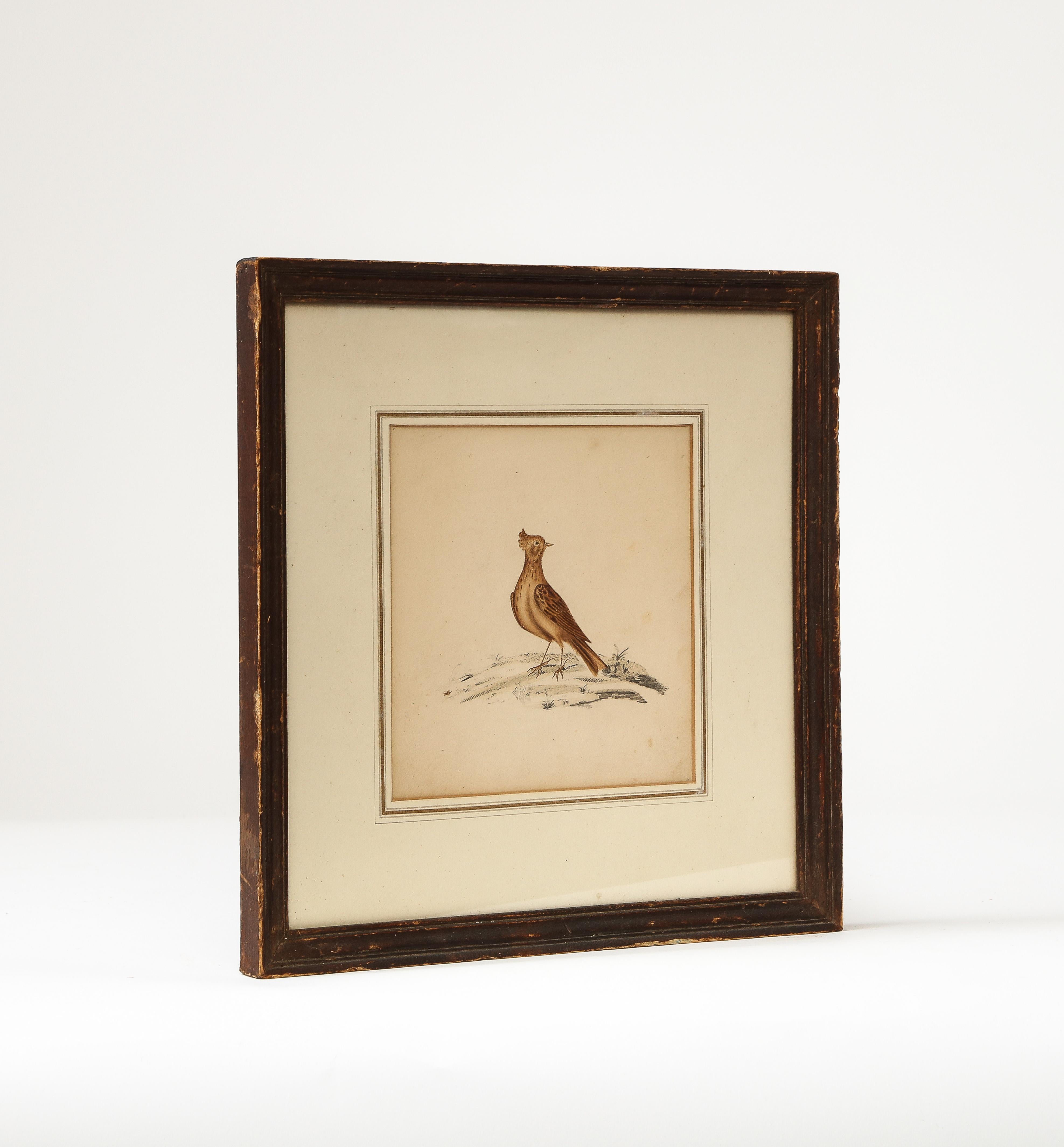 Lithograph of a skylark with a patinated wood frame.